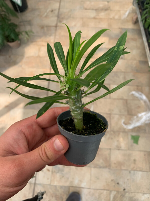 Pachypodium lamerei, Palma del Madagascar - vaso Ø5 cm
