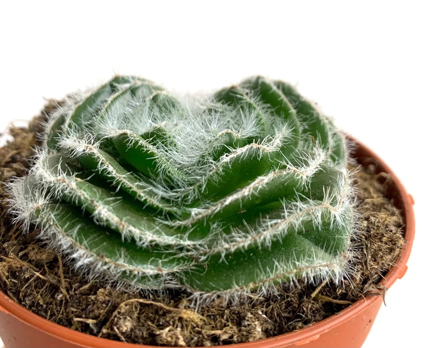 Crassula capitella setosa - vaso Ø 5.5 Crassula capitella setosa - vaso Ø 5.5