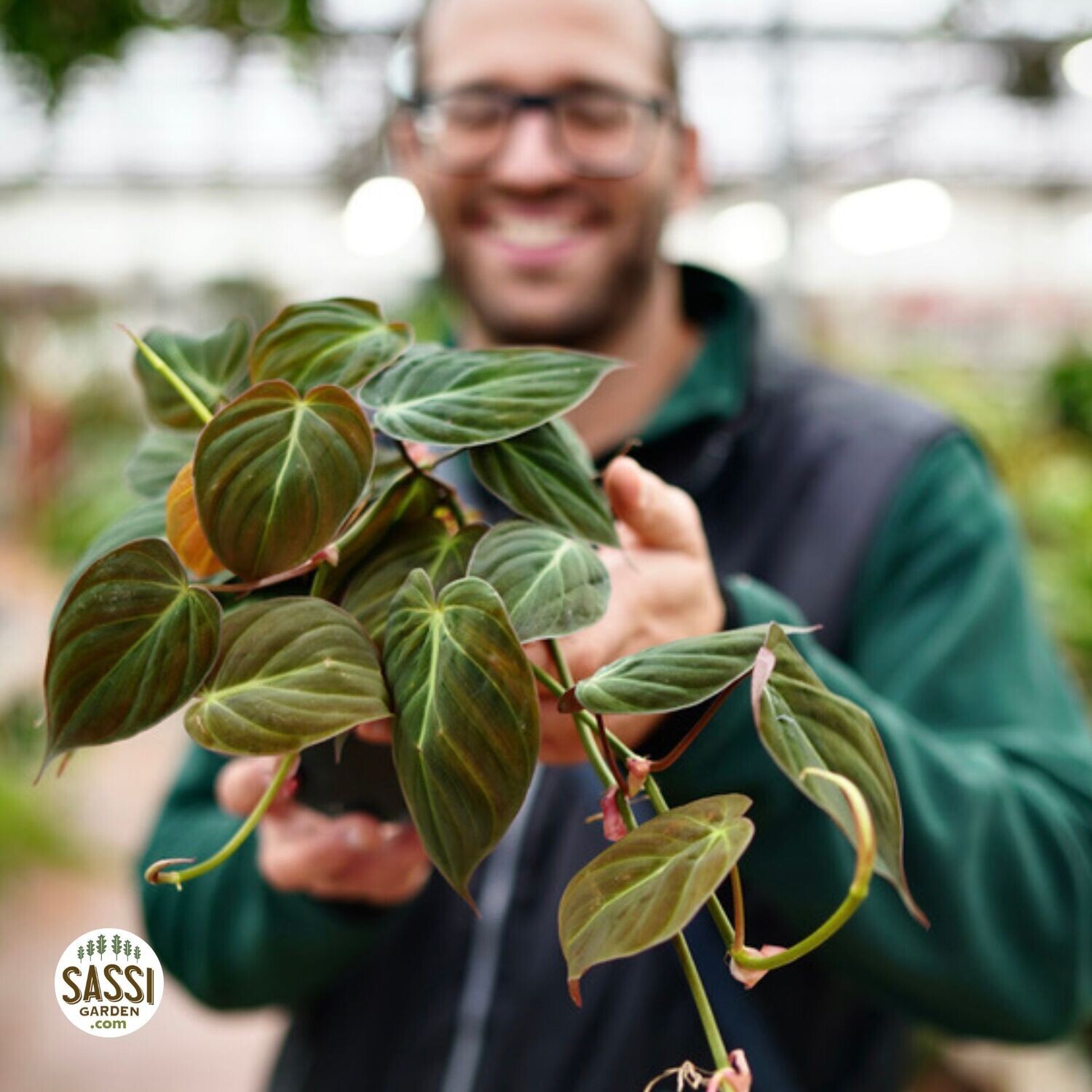 Philodendron Scandens 'Micans', Filodendro Vellutino - vaso Ø10 cm