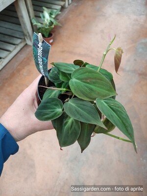 Philodendron Scandens 'Micans', Filodendro Vellutino - vaso Ø10 cm