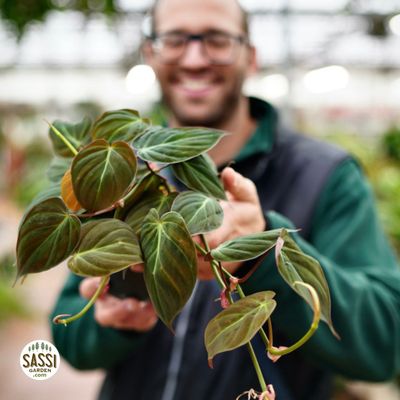 Philodendron Scandens 'Micans', Filodendro Vellutino - vaso Ø10 cm