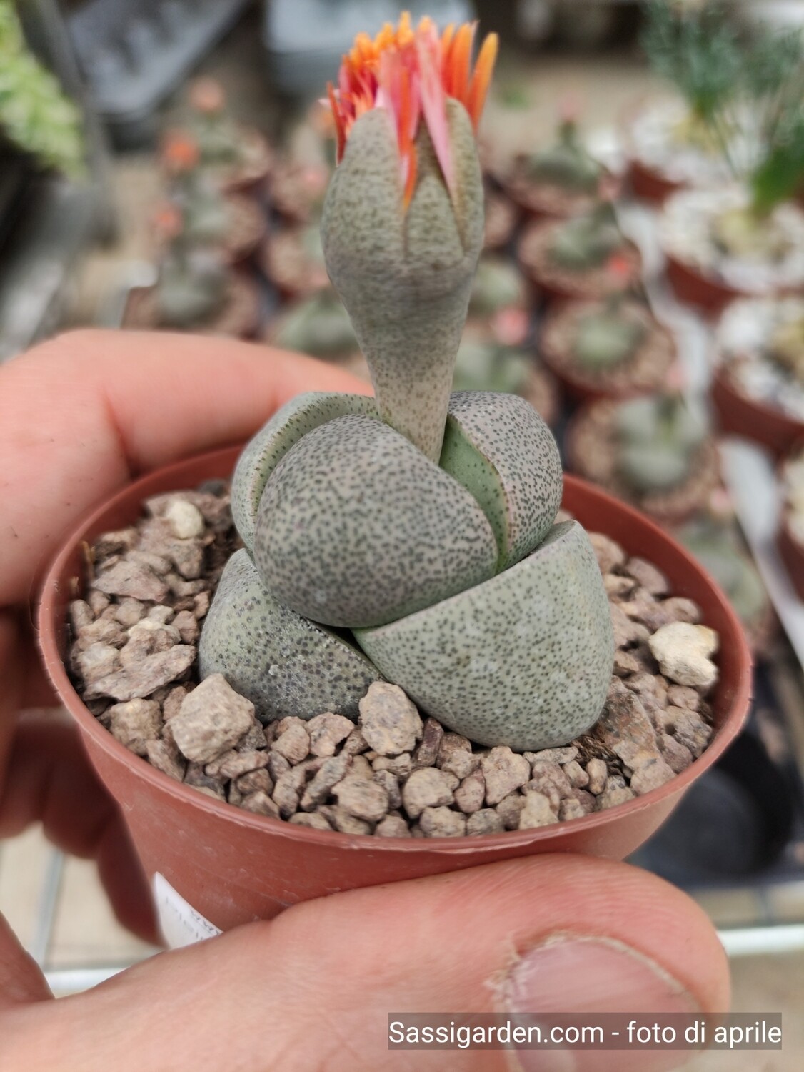 Pleiospilos nelii, aizoaceae - vaso Ø8 cm Pleiospilos nelii, aizoaceae - vaso Ø8 cm