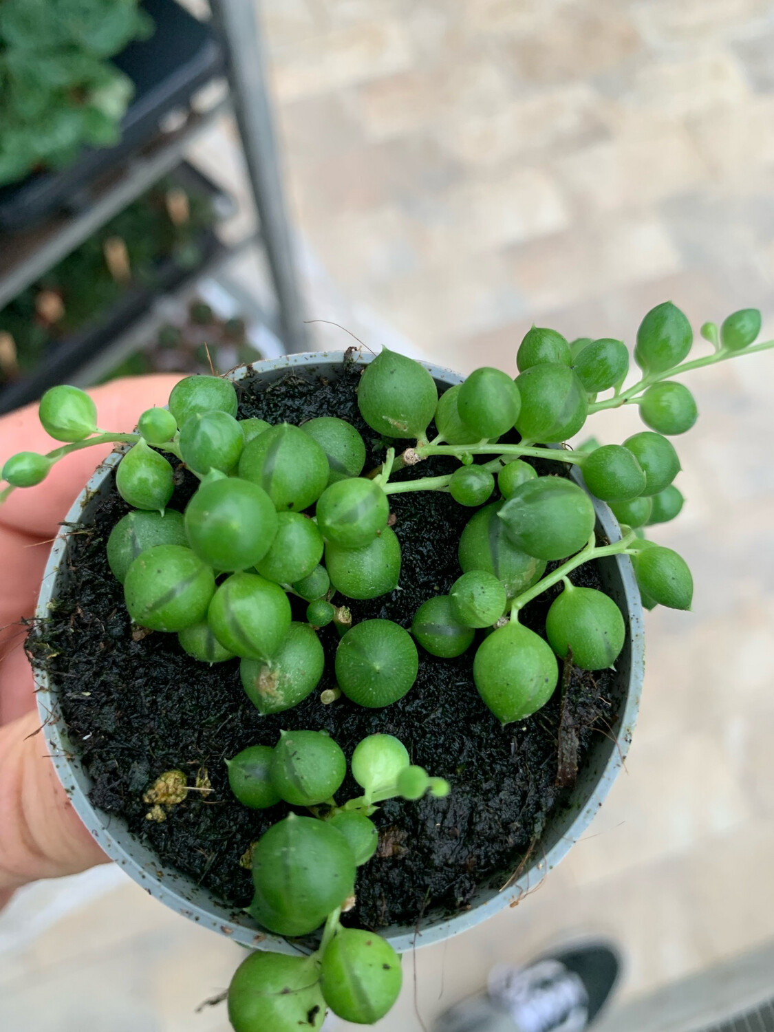 Senecio Rowleyanus, Pianta Rosario - vaso Ø6 cm