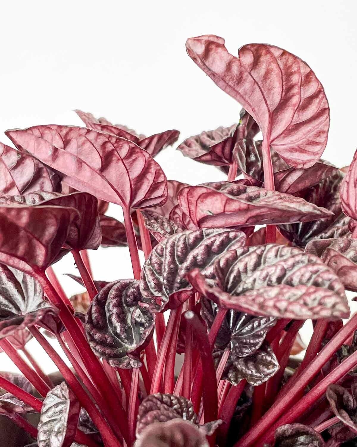 Peperomia 'Luna Rossa' - vaso Ø11 cm