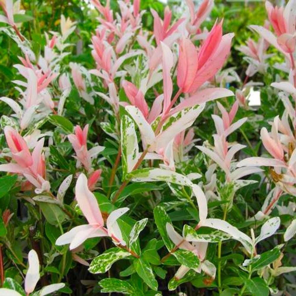 Salix integra 'Flamingo' Salice giapponese rosa - vaso Ø23 cm h 150 Salix integra 'Flamingo' Salice giapponese rosa - vaso Ø23 cm h 150