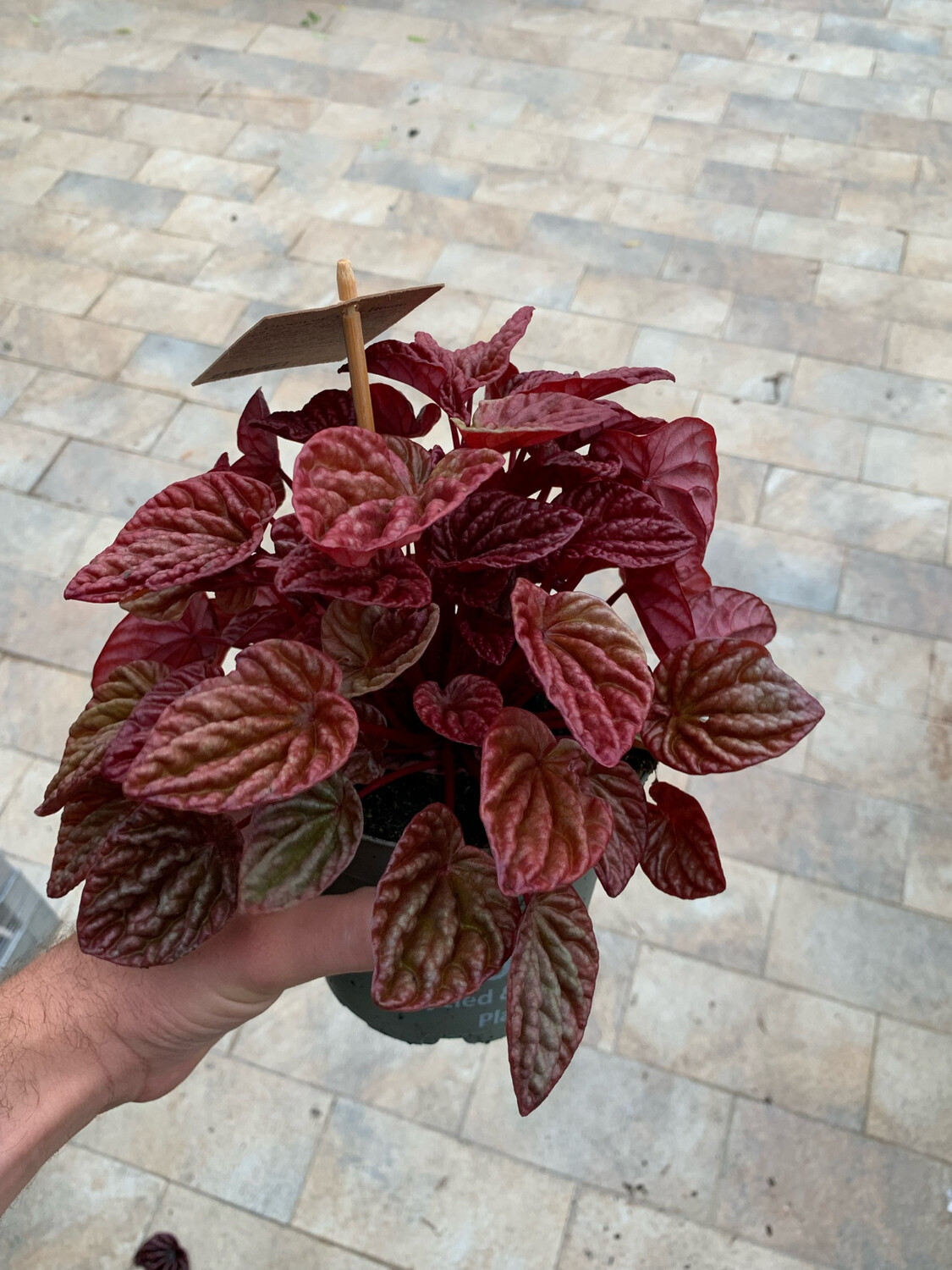 Peperomia Quito - vaso Ø11 cm