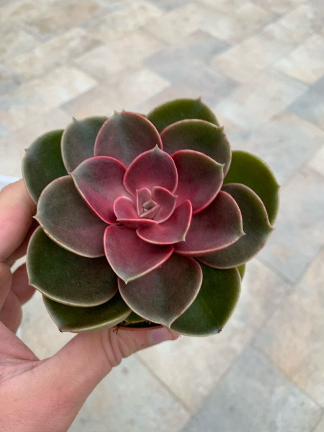 Echeveria spp. 'Magic Pearl' - vaso Ø8 cm Echeveria spp. 'Magic Pearl' - vaso Ø8 cm
