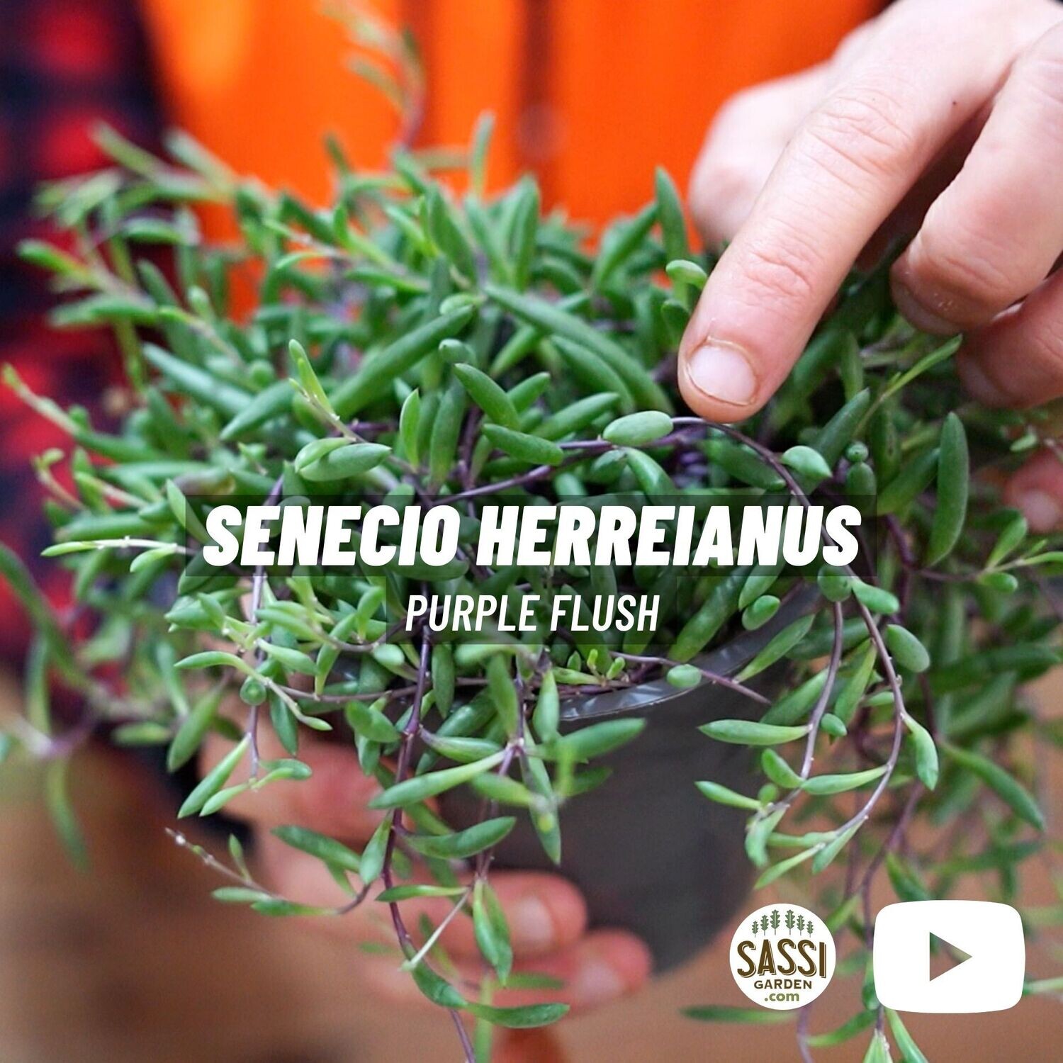 Senecio herreianus 'Purple Flush', Pianta Rosario, Othonna capensis - vaso Ø12 cm