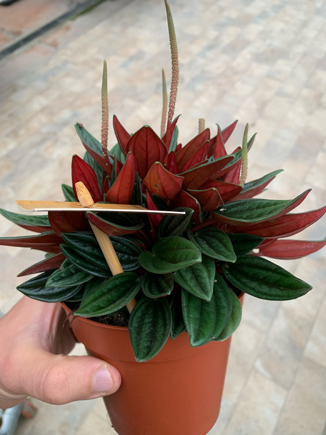 Peperomia Caperata 'Rosso', rossa - vaso Ø11 cm