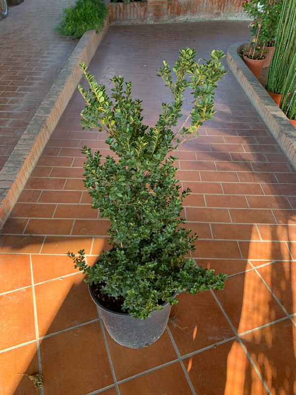 Ilex Crenata Fastigiata - vaso Ø28 cm