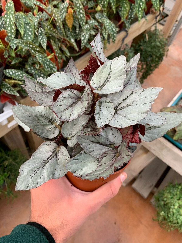 Begonia 'Artic Breeze' - vaso Ø12 cm