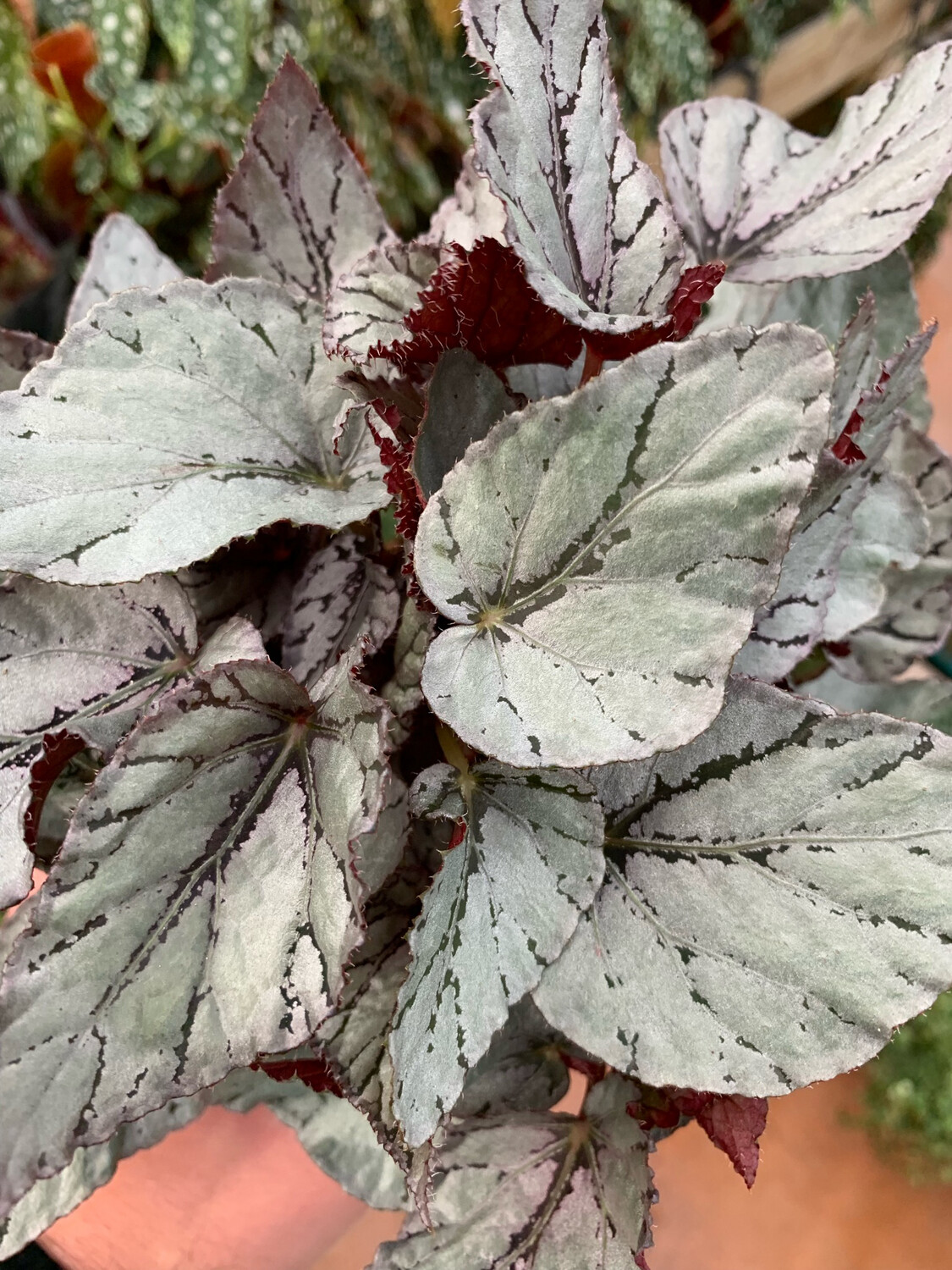 Begonia 'Artic Breeze' - vaso Ø12 cm Begonia 'Artic Breeze' - vaso Ø12 cm