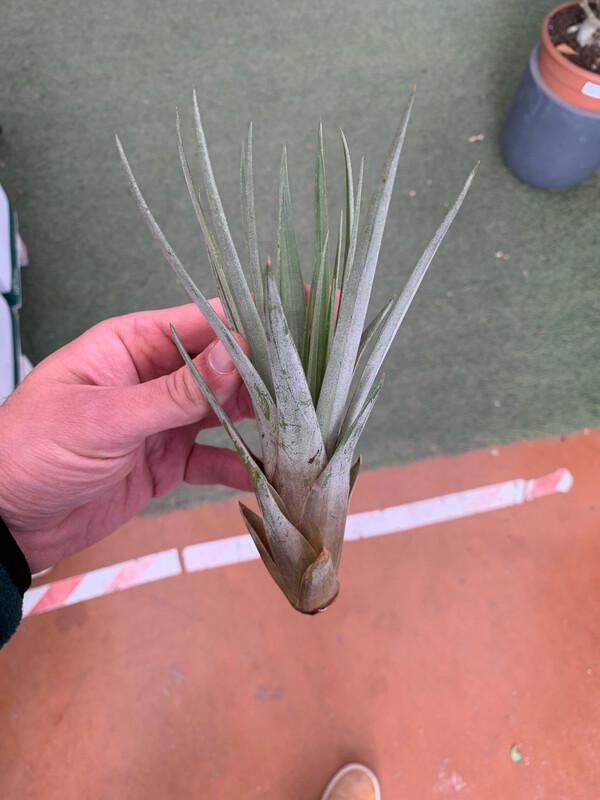 Tillandsia fasciculata