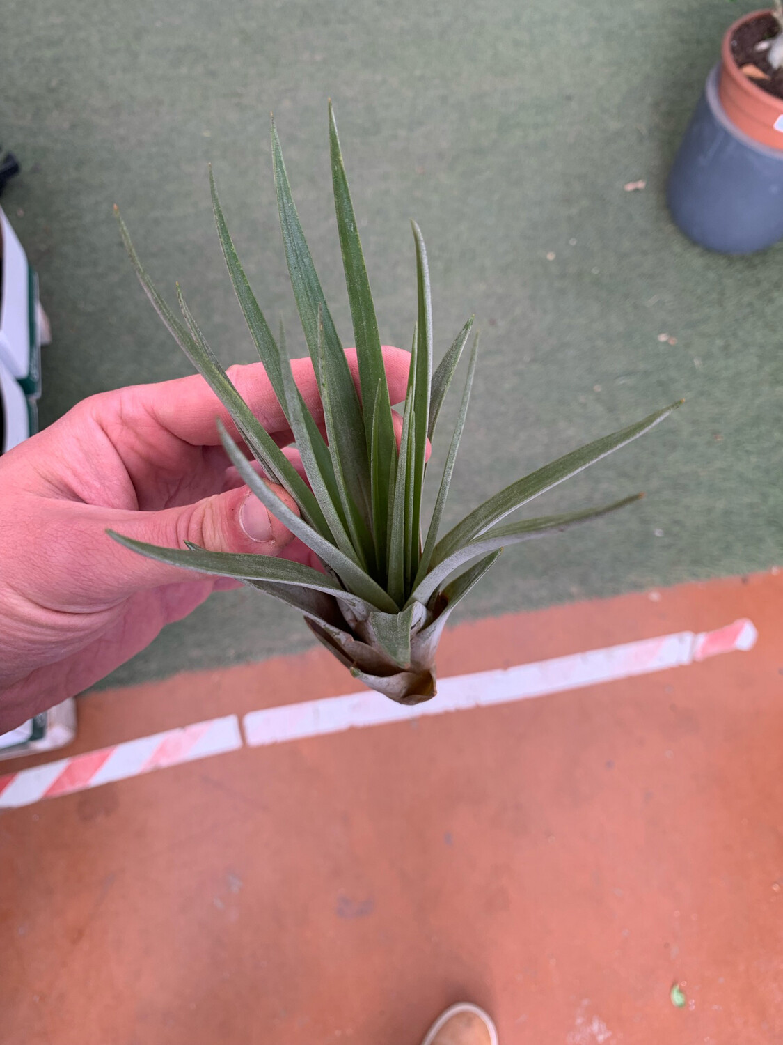 Tillandsia fasciculata Tillandsia fasciculata
