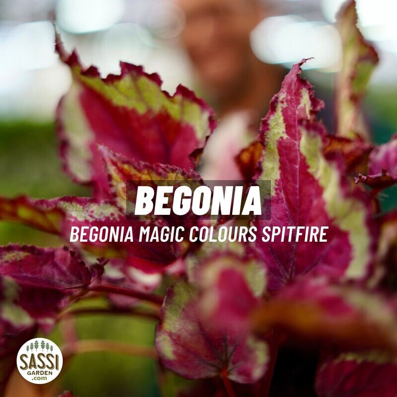 Begonia Magic Colours 'Spitfire' - vaso Ø13 cm