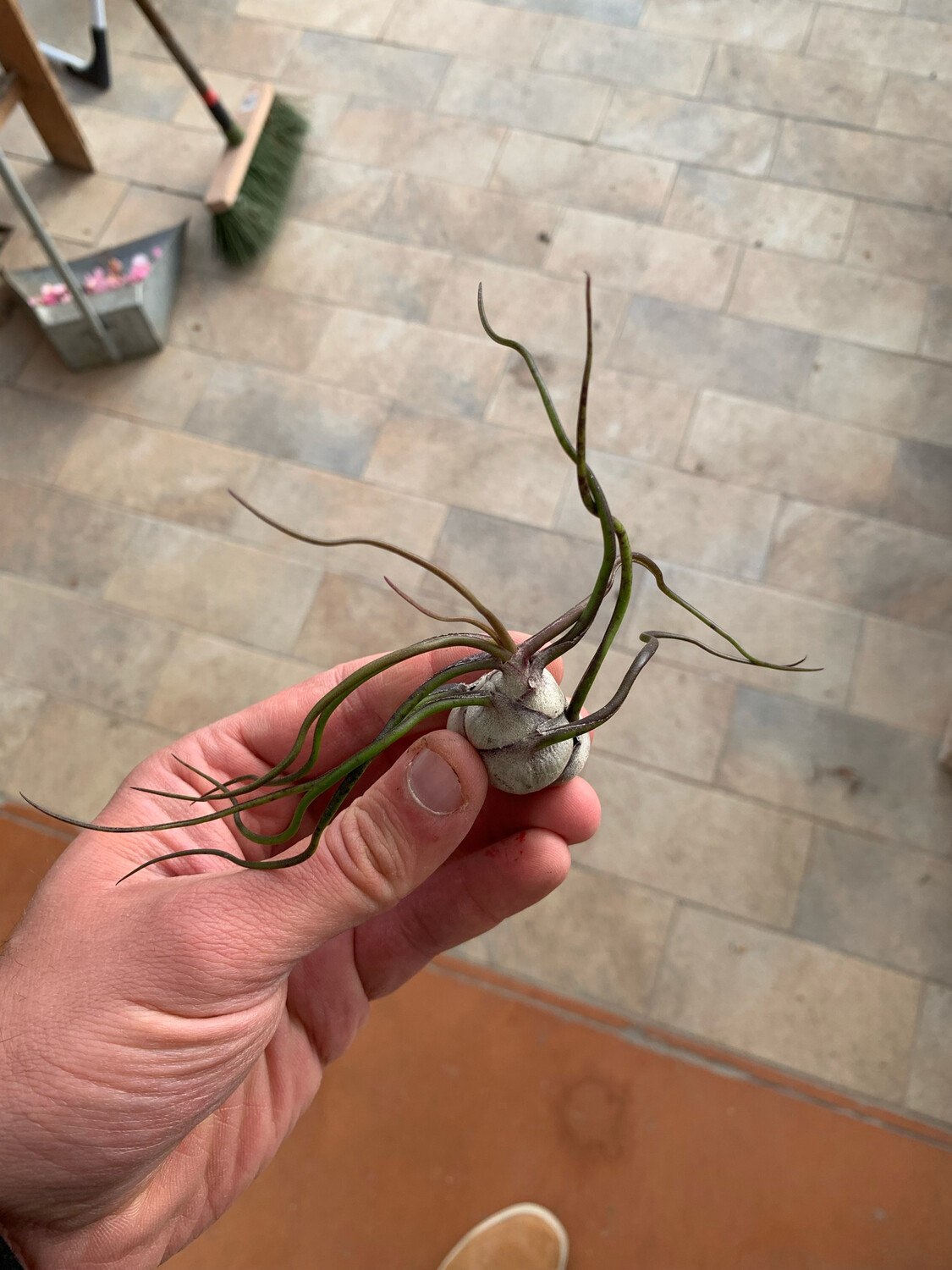 Tillandsia Bulbosa