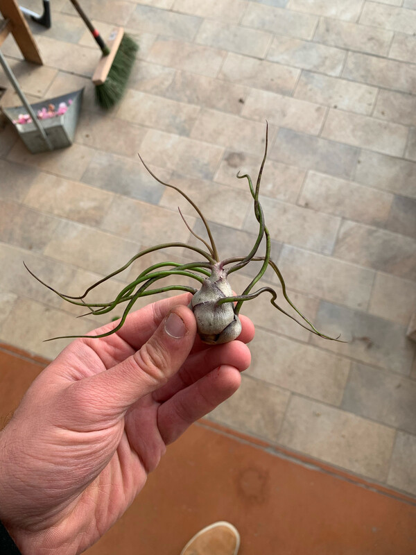 Tillandsia Bulbosa