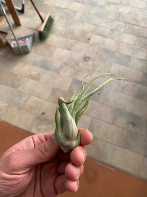 Tillandsia caput medusa