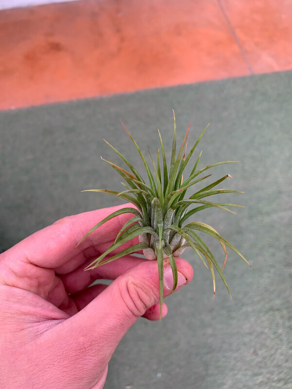 Tillandsia Ionantha verde Tillandsia Ionantha verde