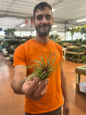 Tillandsia Rainforest Red Medium