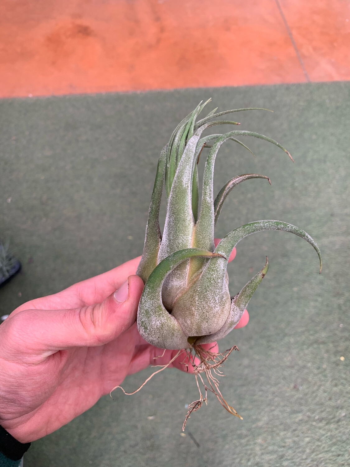 Tillandsia Seleriana