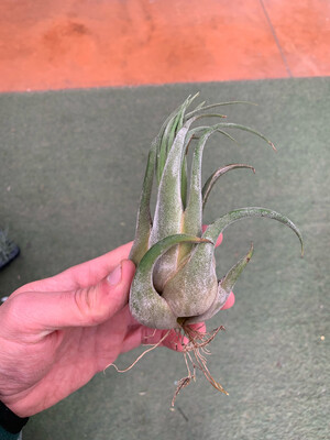 Tillandsia Seleriana Tillandsia Seleriana