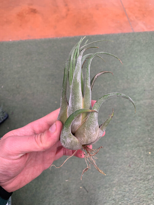 Tillandsia Seleriana