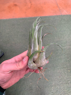Tillandsia Seleriana