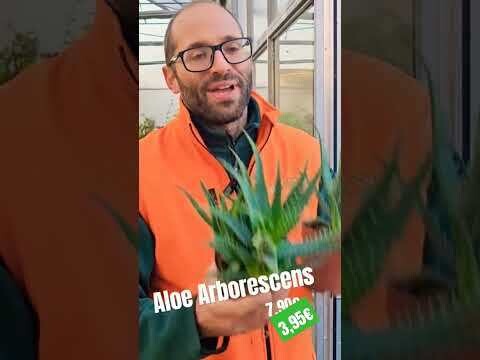 Aloe Arborescens - vaso Ø12 cm