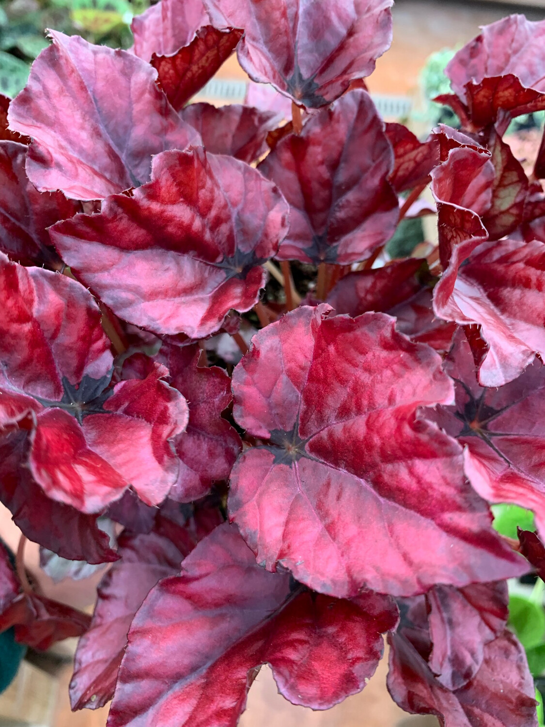 Begonia Magic Colours Red Bull - vaso Ø8.5 cm