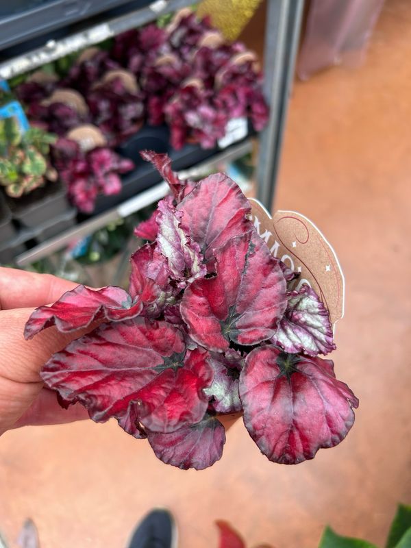 Begonia Magic Colours Red Bull - vaso Ø8.5 cm