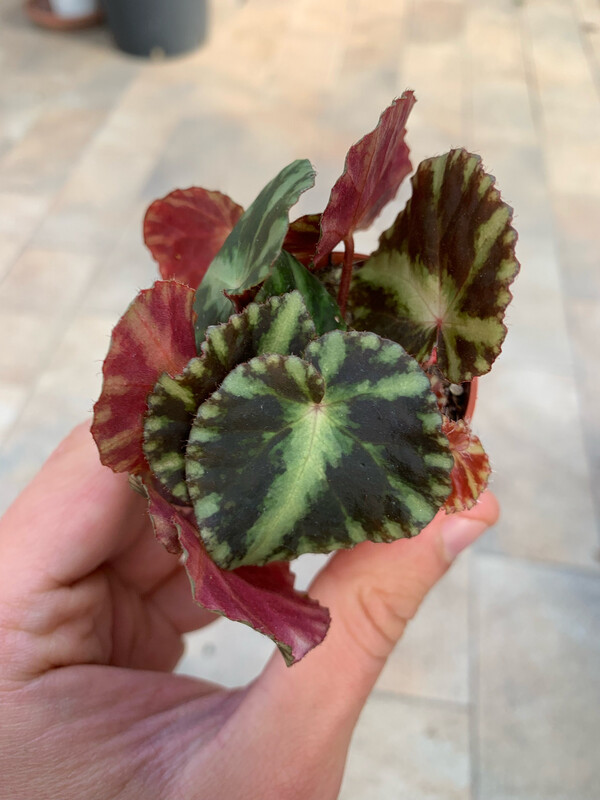 Begonia Cleopatrae - vaso Ø5.5 cm