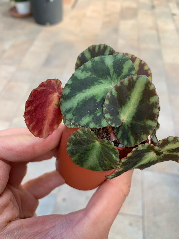Begonia Cleopatrae - vaso Ø5.5 cm Begonia Cleopatrae - vaso Ø5.5 cm