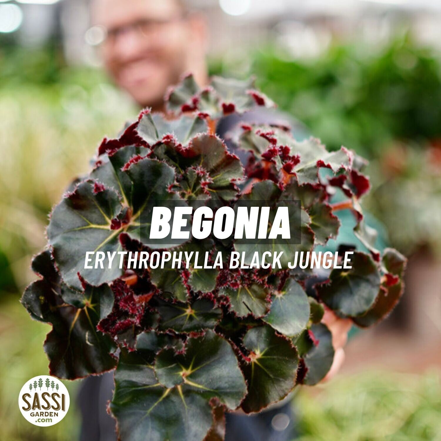 Begonia erythrophylla 'Black Jungle' - vaso Ø15 cm Begonia erythrophylla 'Black Jungle' - vaso Ø15 cm