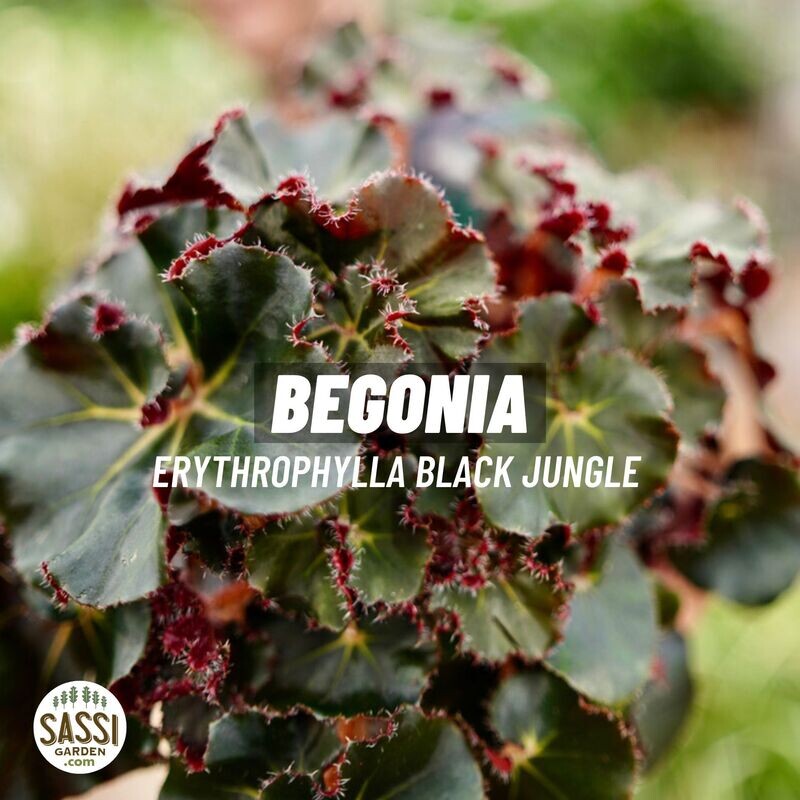 Begonia erythrophylla 'Black Jungle' - vaso Ø15 cm