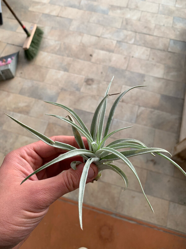 Tillandsia Harissi