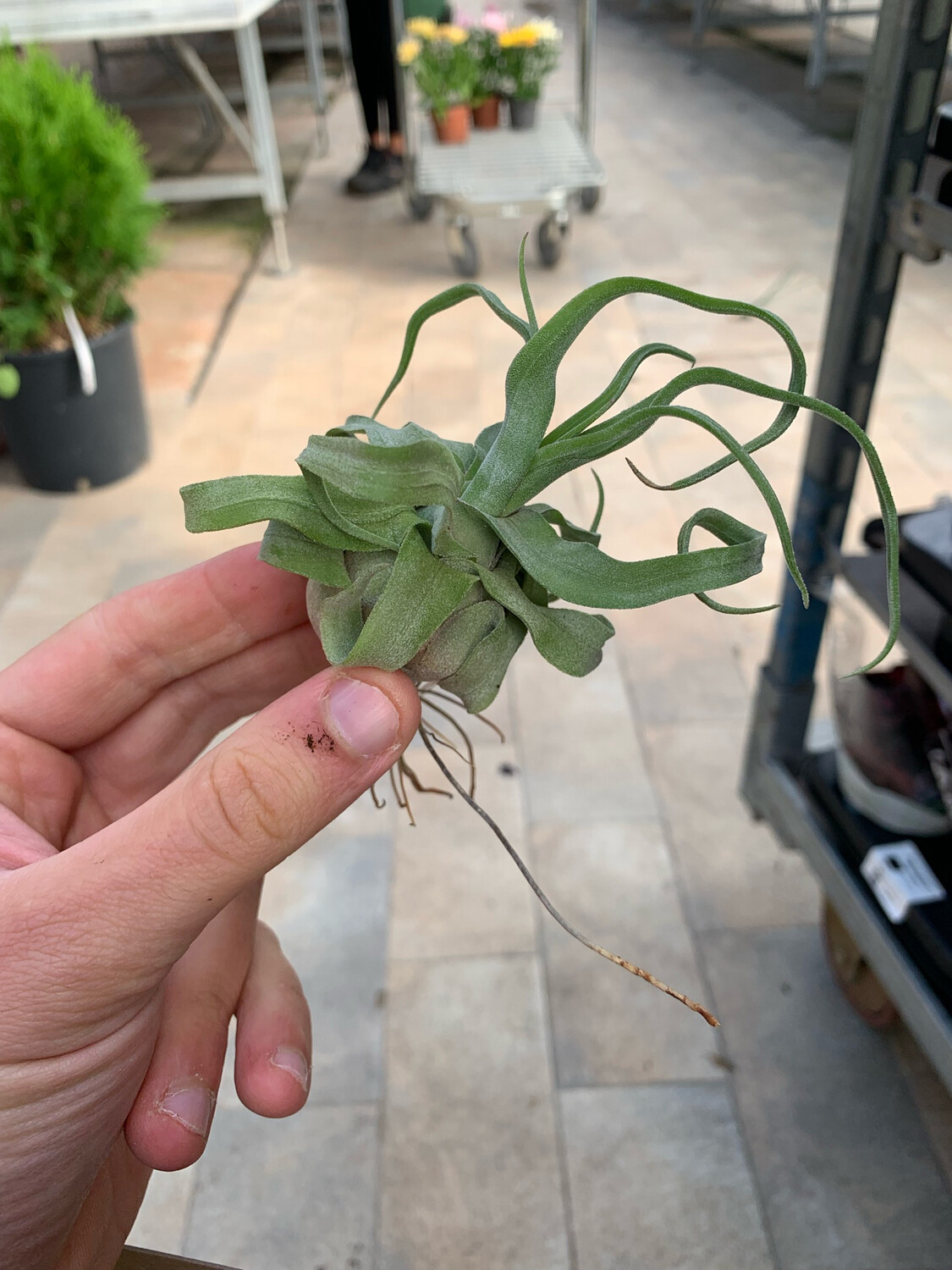 Tillandsia Streptophylla Tillandsia Streptophylla