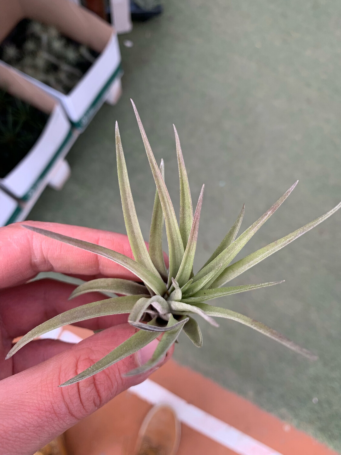 Tillandsia Abdita
