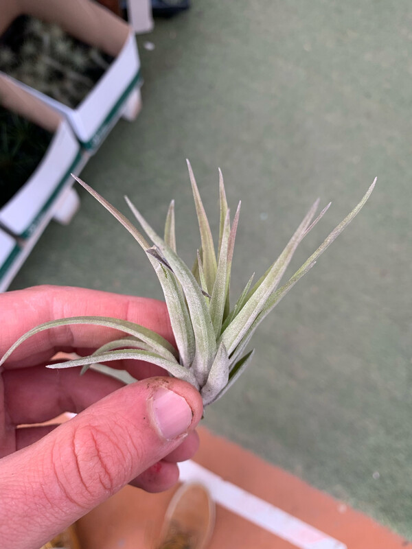 Tillandsia Abdita