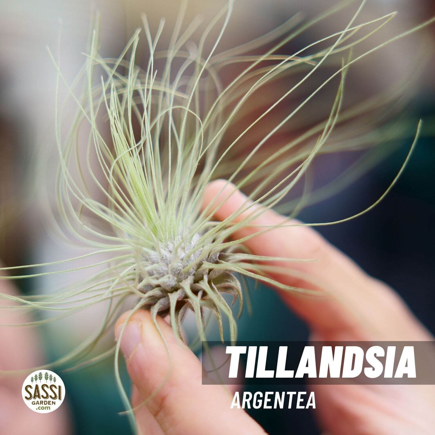 Tillandsia Argentea Tillandsia Argentea