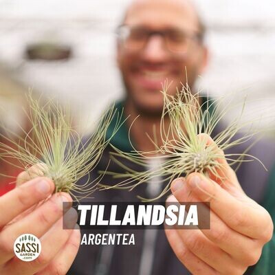 Tillandsia Argentea