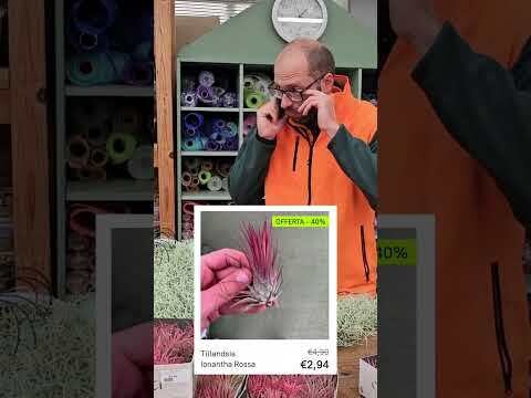 Tillandsia Ionantha Rossa