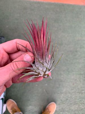 Tillandsia Ionantha Rossa Tillandsia Ionantha Rossa