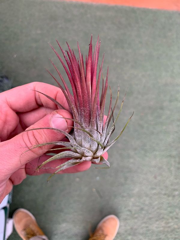 Tillandsia Ionantha Rossa Tillandsia Ionantha Rossa