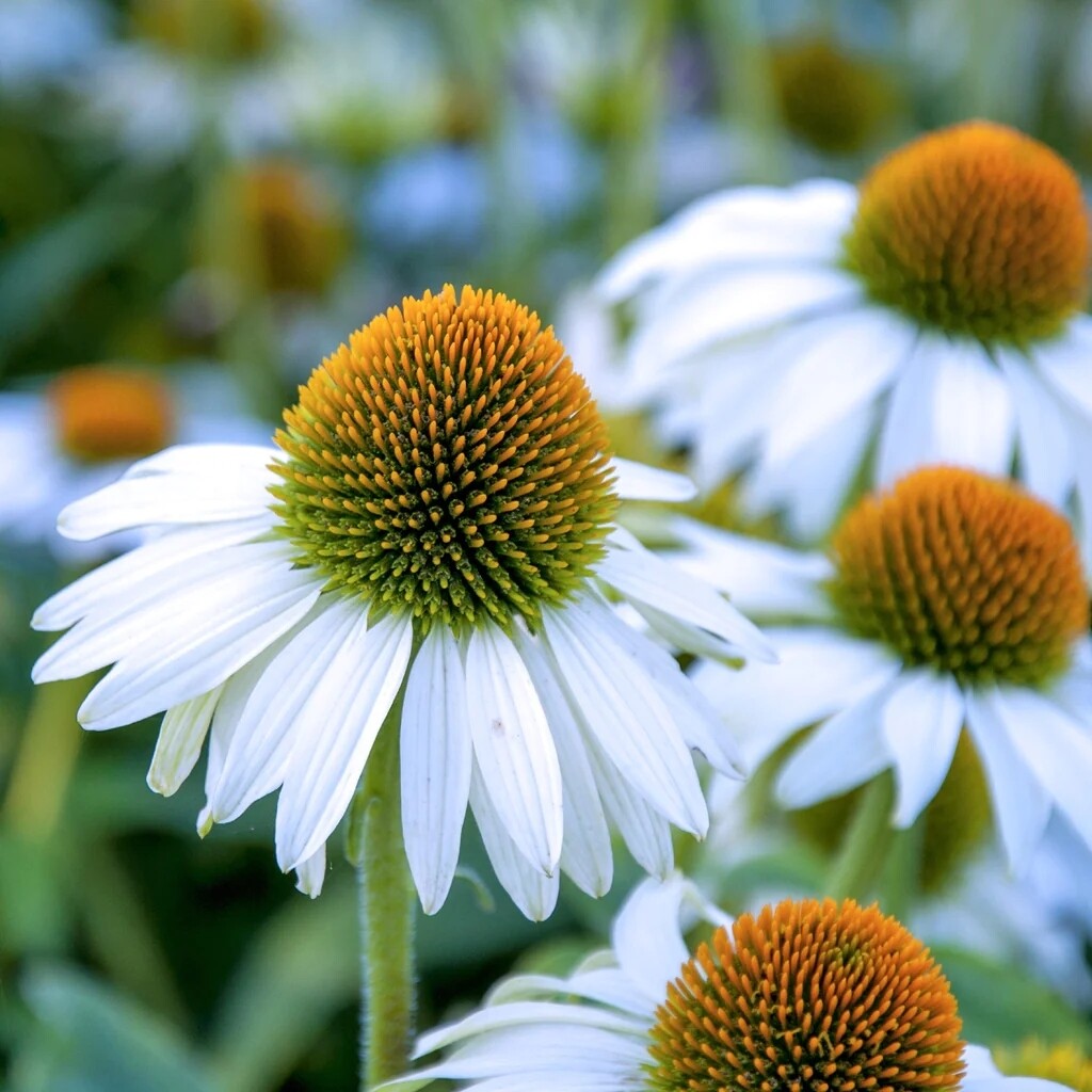 Echinacea purpurea 'PowWow White' - vaso Ø11cm quadrato