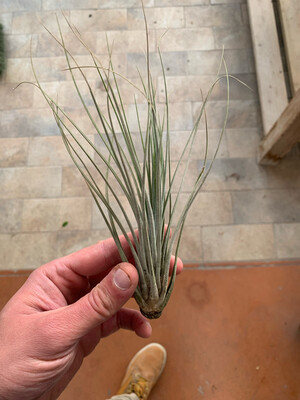 Tillandsia Juncea