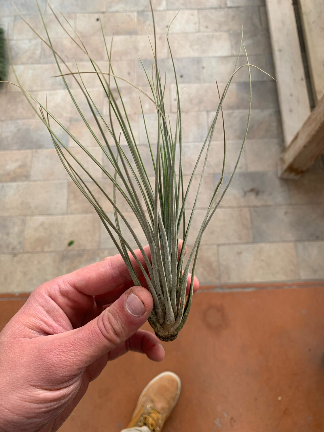 Tillandsia Juncea Tillandsia Juncea