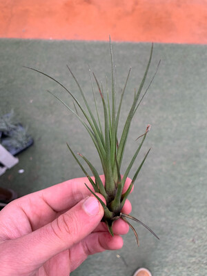 Tillandsia Melanocrater