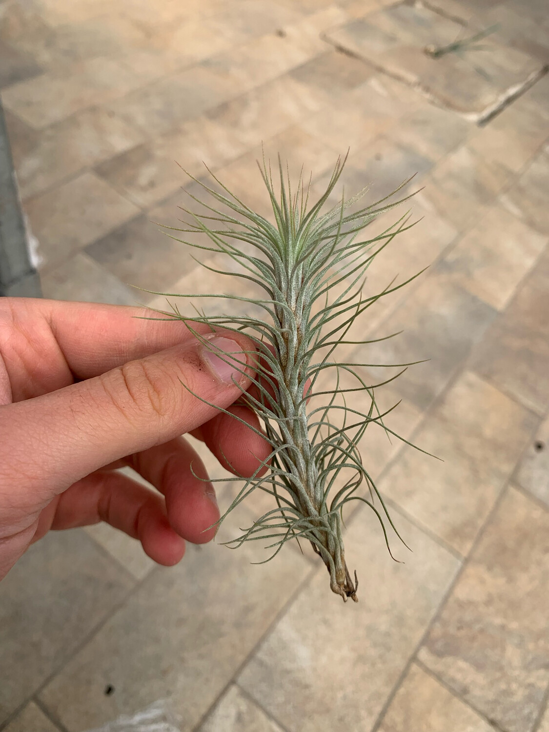 Tillandsia  Funckiana