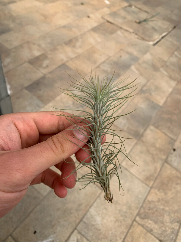 Tillandsia  Funckiana